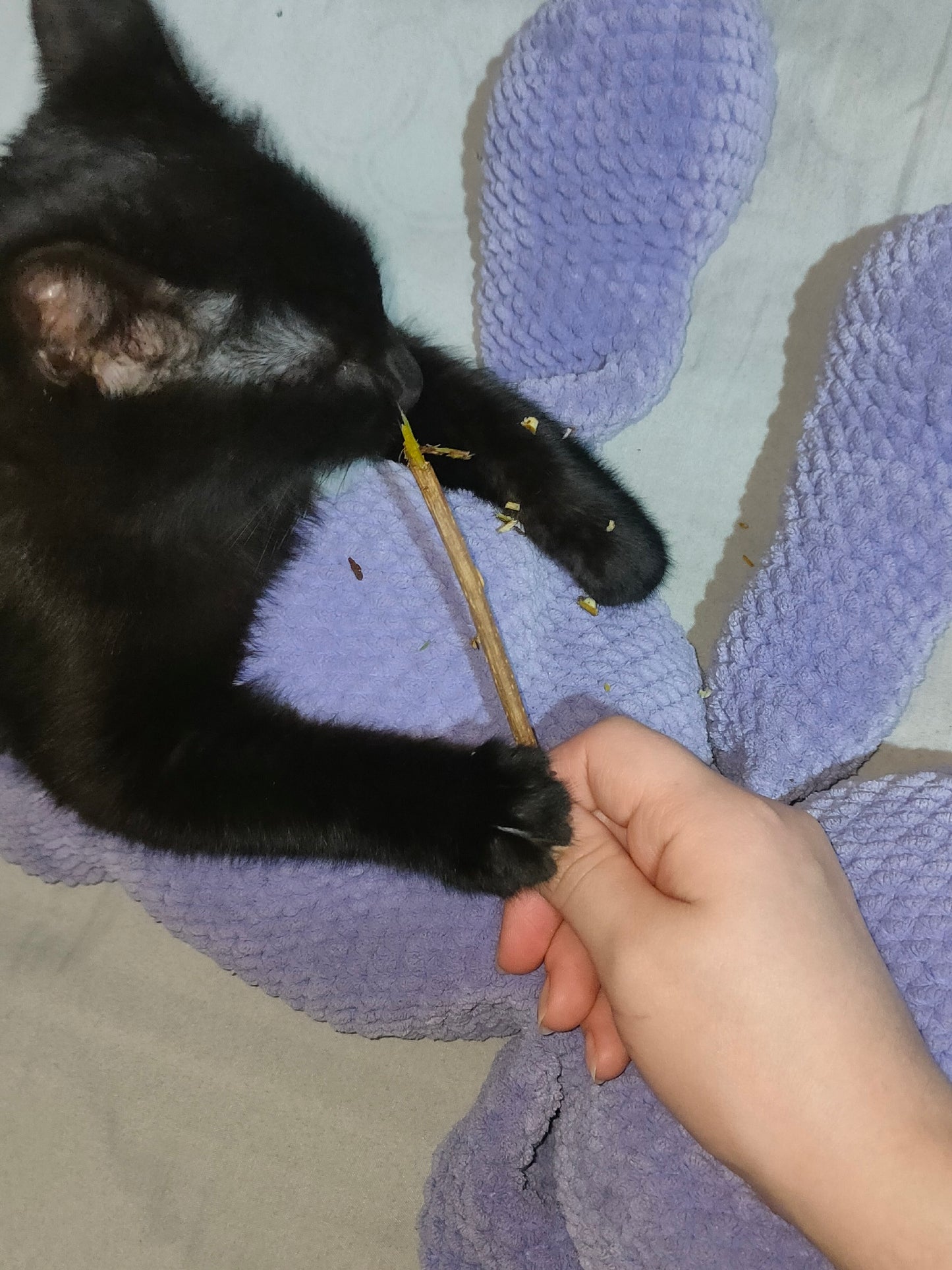 Catnip Natural Chew Stick for Cats
